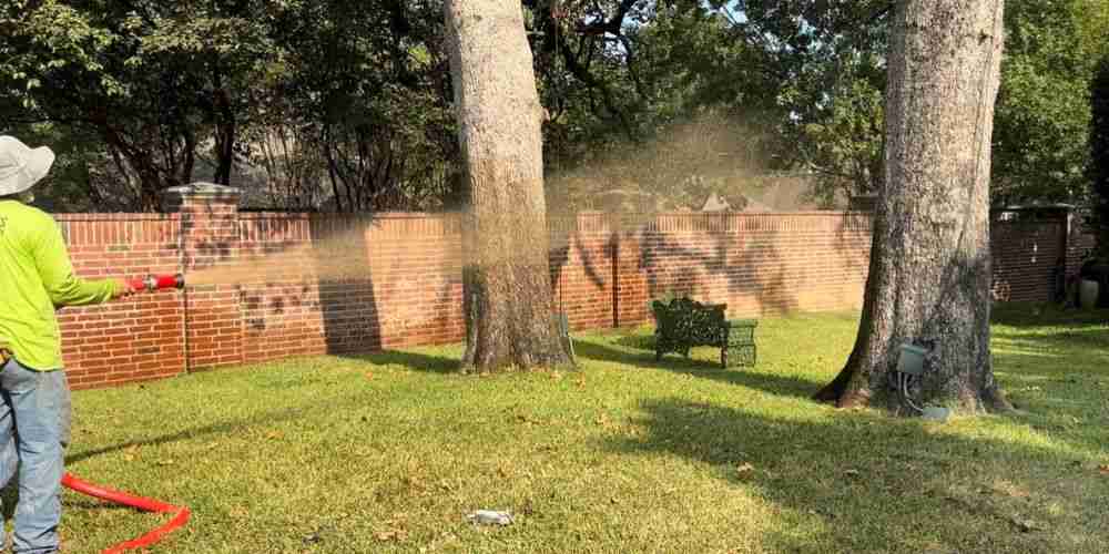 Deadwood Dangers: Why Ignoring Diseased Trees Can Cost You Big