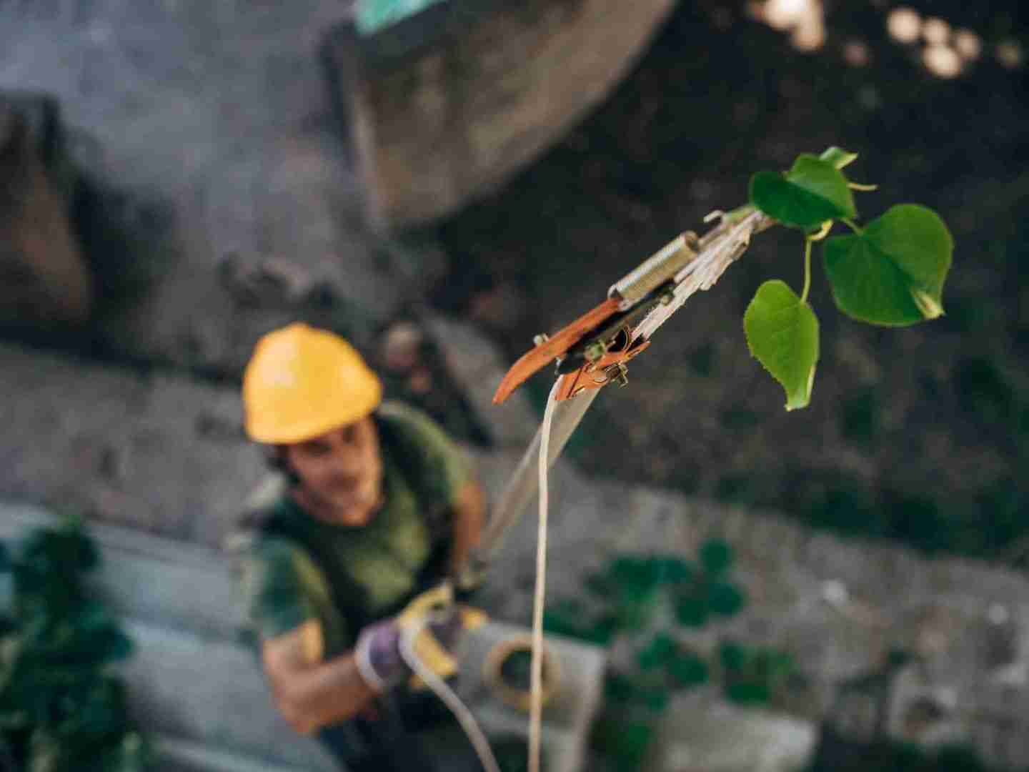 arborist-services