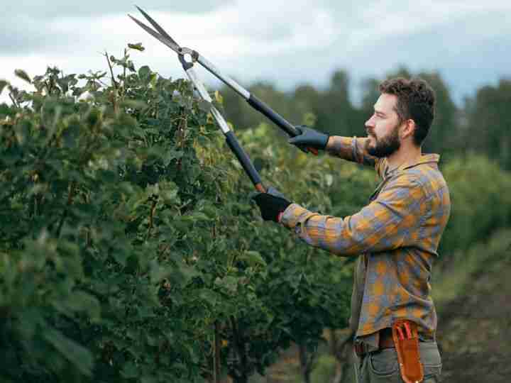 Prune Like a Pro: Why Tree Trimming Isn’t Just a Quick Fix