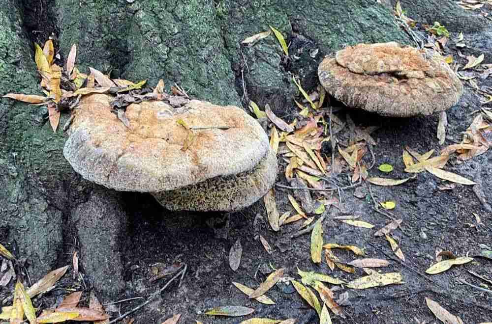 Mushroom